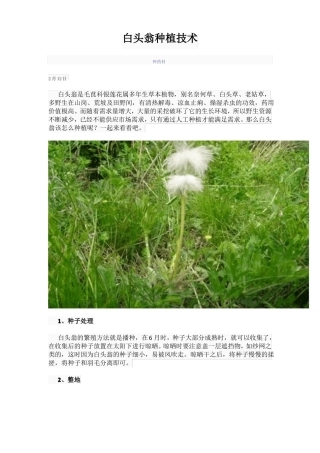 白头翁种植技术
