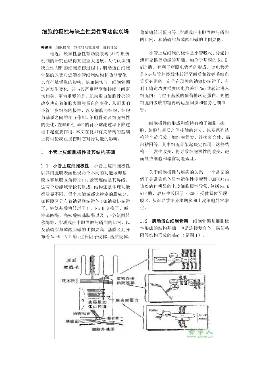 细胞的极性与缺血性急性肾功能衰竭_第1页