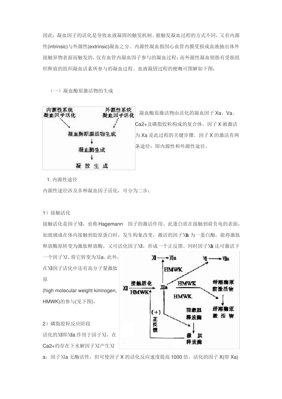 血液凝固机理_第2页