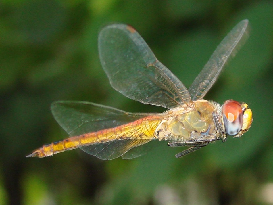 大自然的启示作文指导_第2页