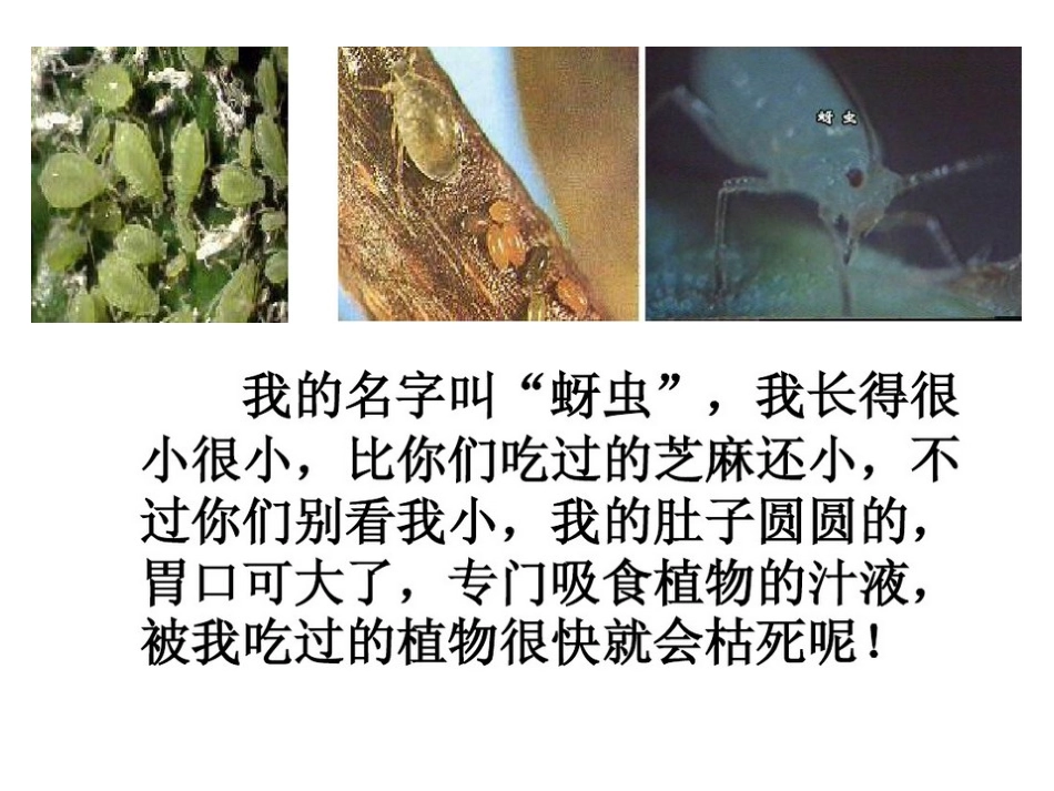 棉花姑娘课件_第3页