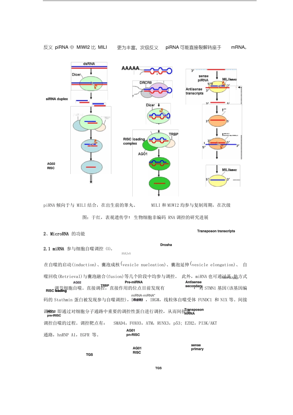 非编码RNA的分类及其功能总结_第3页