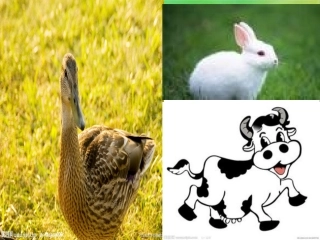 二年级下《9美丽的小路3》PPT课件