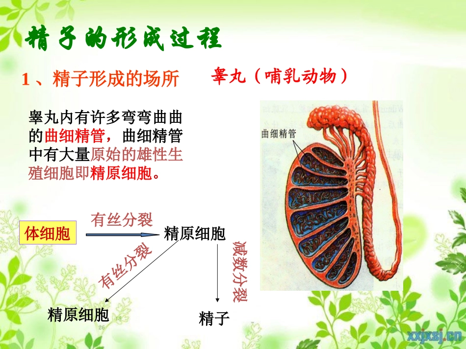 微课课件—减数分裂的过程_第3页