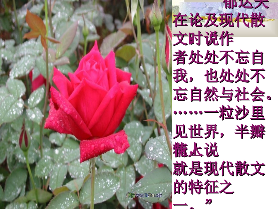 《荷塘月色》课件_第3页