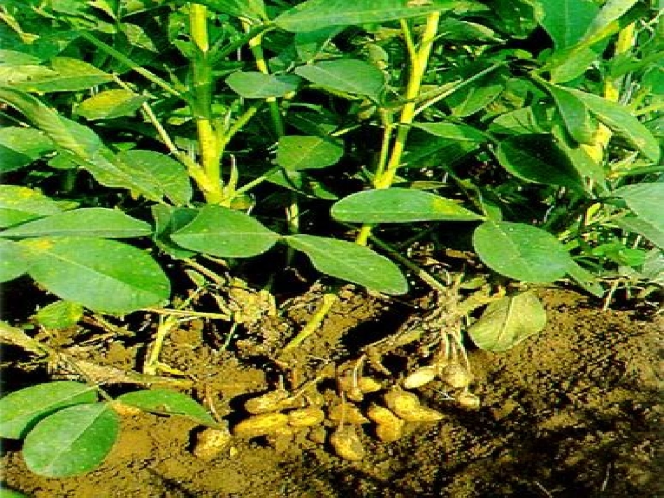 《落花生》课件1_第2页