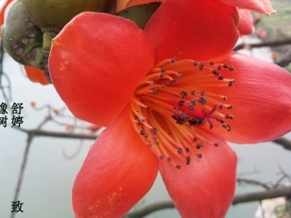 致橡树PPT课件 (2)