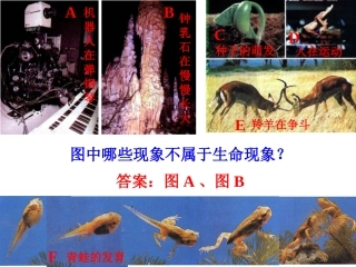 第一节生物与环境的关系（2）