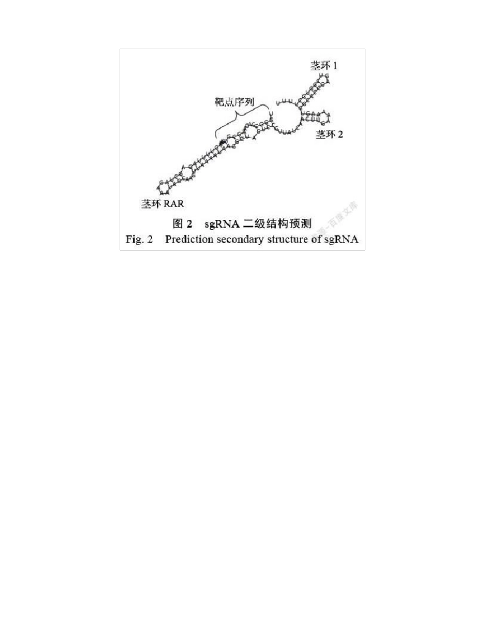 木薯MeSWEET10a基因启动子EBE区编辑载体的构建及验证_第2页