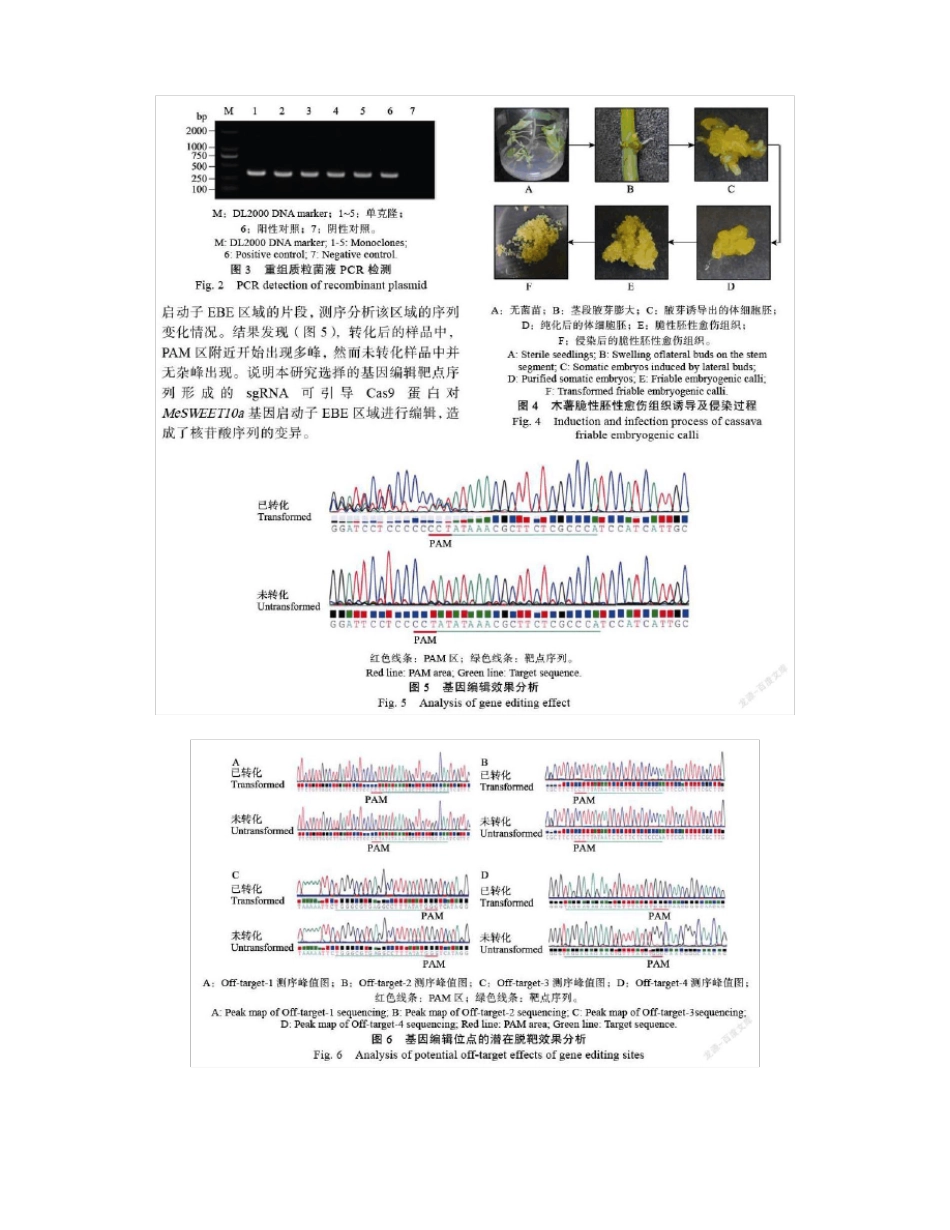 木薯MeSWEET10a基因启动子EBE区编辑载体的构建及验证_第3页