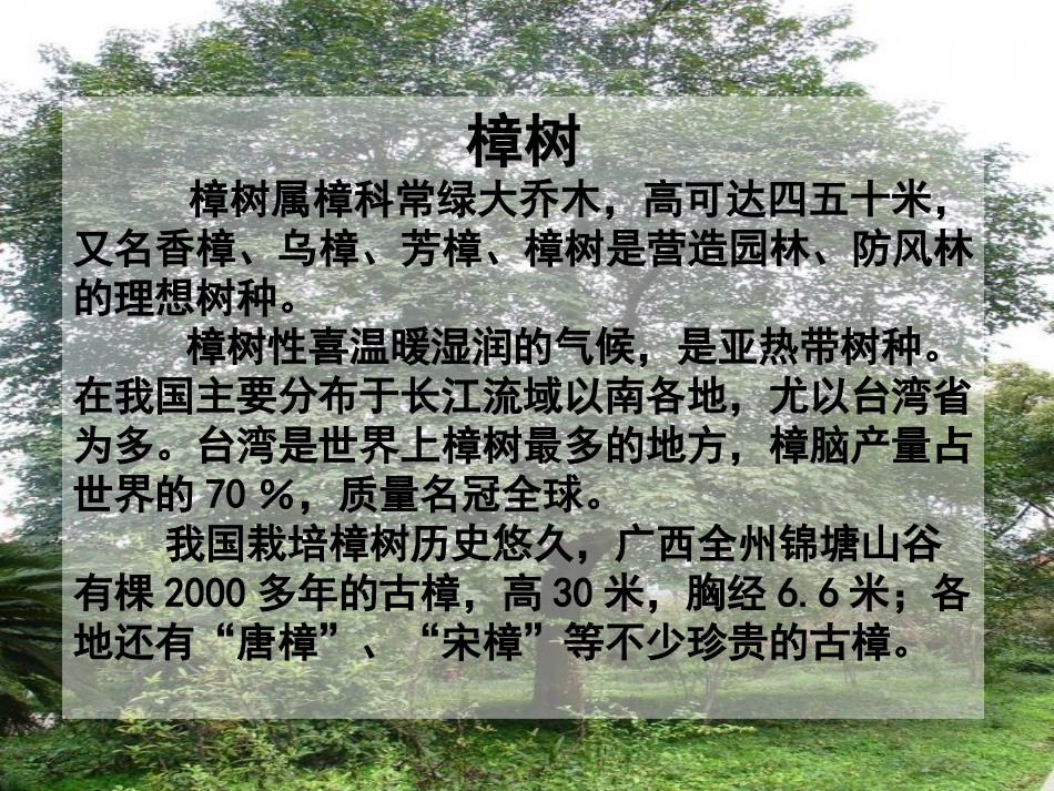 宋庆龄故居的樟树课件_第1页