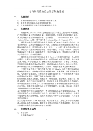 考马斯亮蓝染色法显示细胞骨架