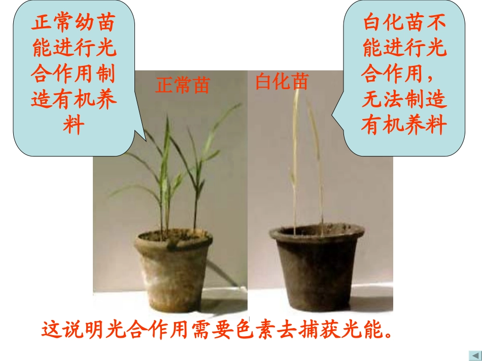 光合作用课件_第2页