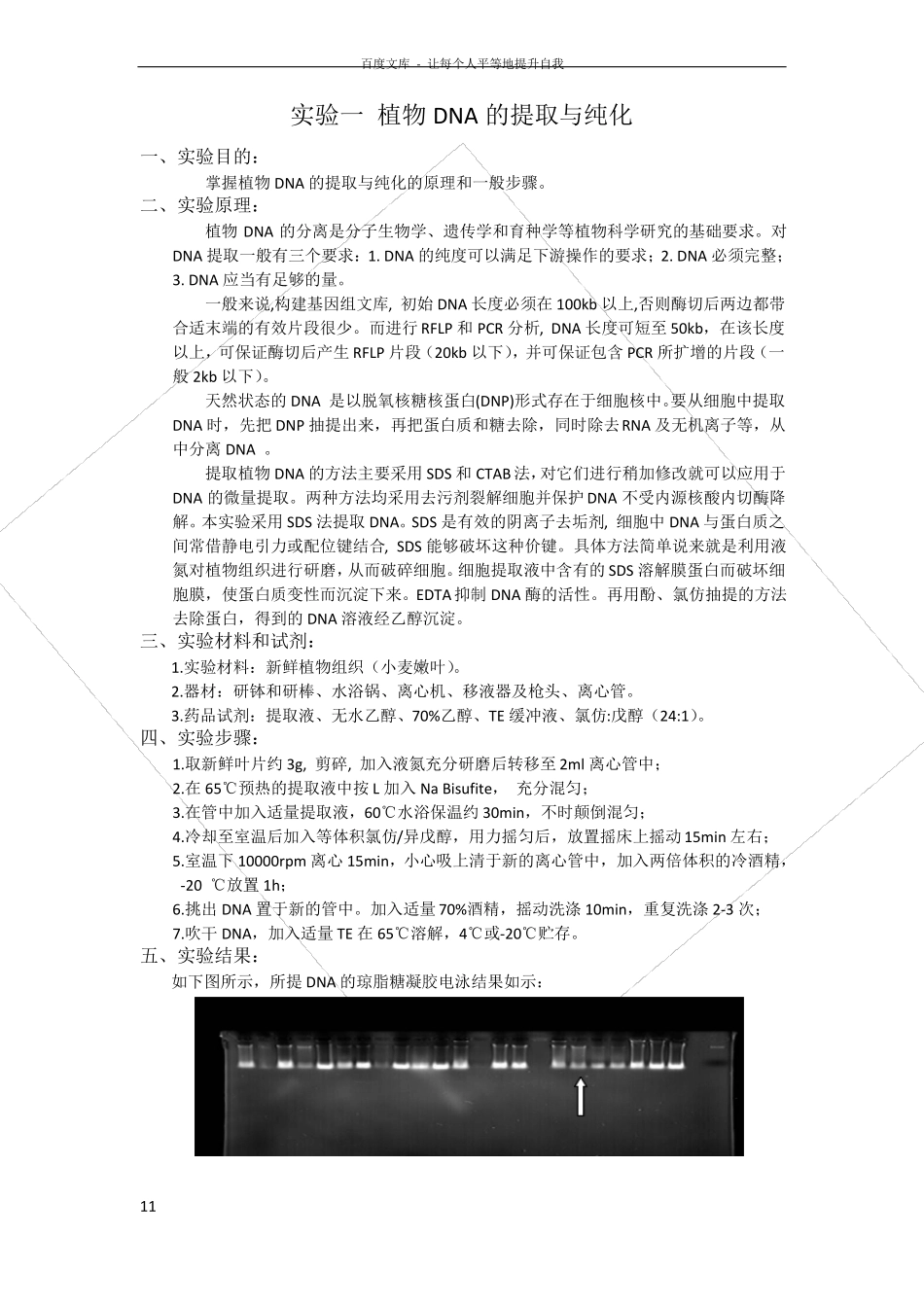 试验一植物DNA的提取与纯化_第1页