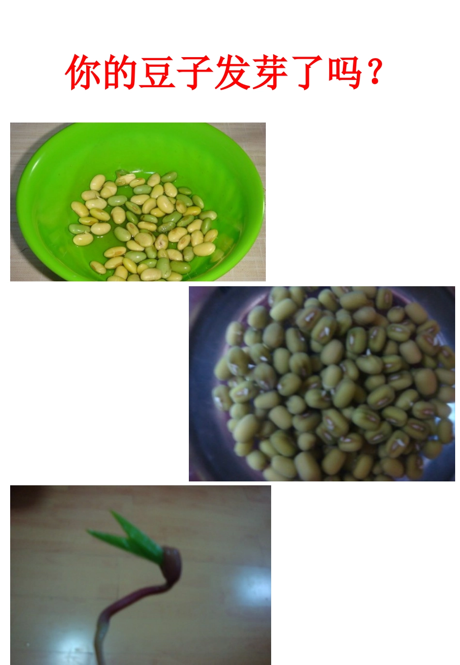 豆芽日记课件_第2页