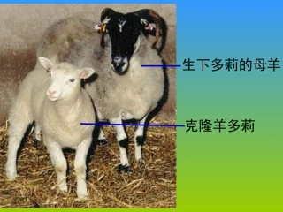 第三节细胞核──系统的控制中心