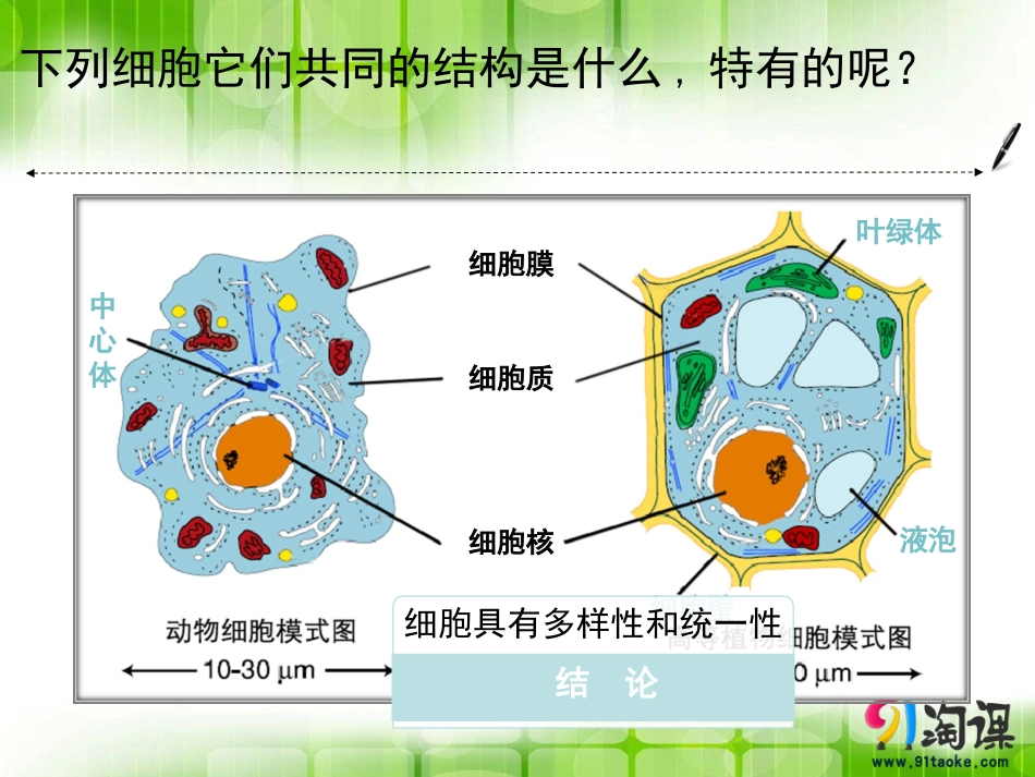 课件1：12细胞的多样性和统一性_第2页