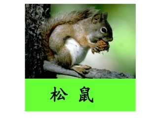 《松鼠和松果》课件4