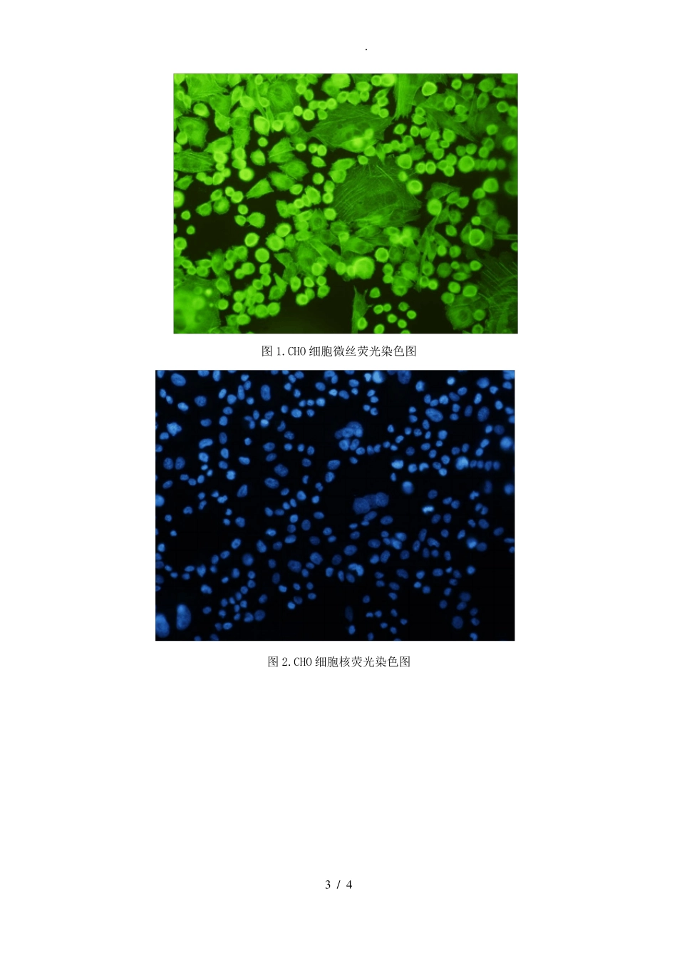 细胞骨架组分的荧光染色观察_第3页