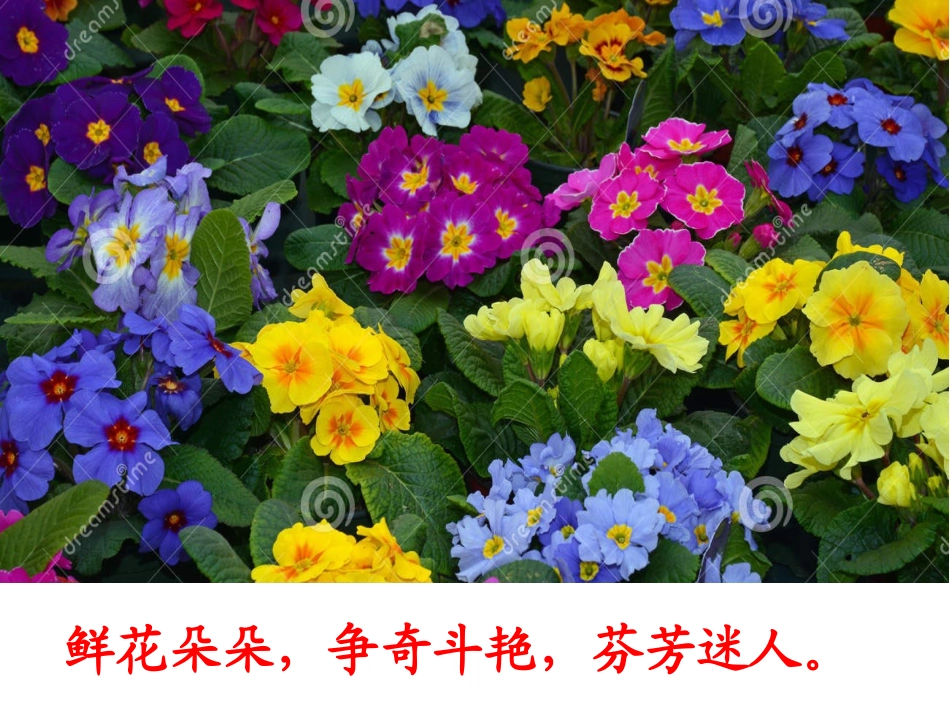 人教版三年级上册第四单元13课《花钟》_第3页