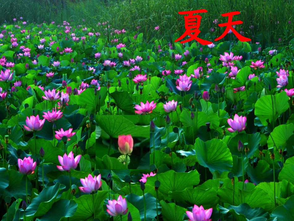 小语1册2四季_第3页