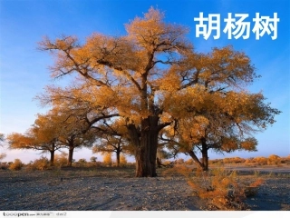 诗歌欣赏-----大漠胡杨