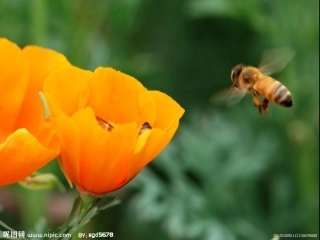 好奇的小蜜蜂