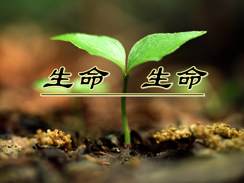 《生命生命》课件1_第1页