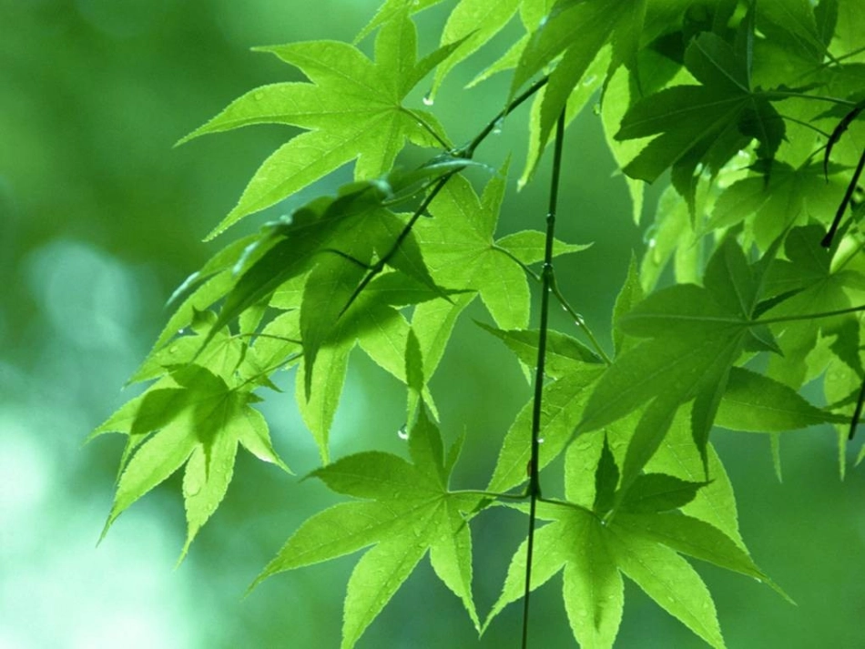 《生命生命》课件1_第2页