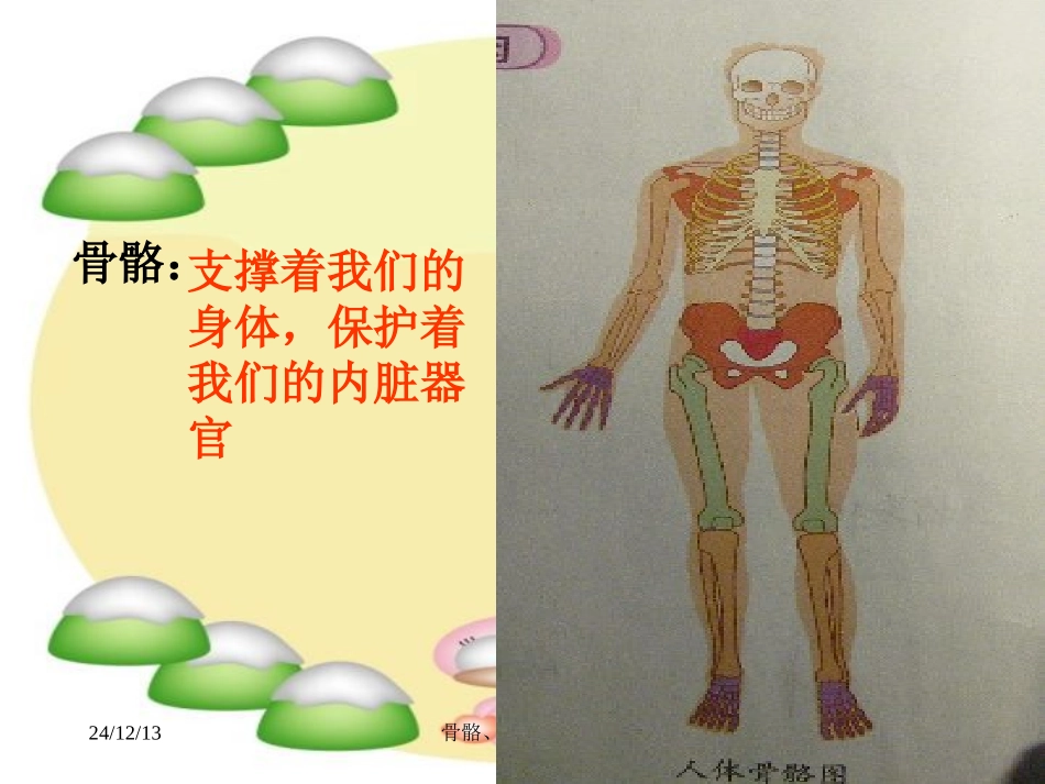骨骼-关节和肌肉课件_第2页