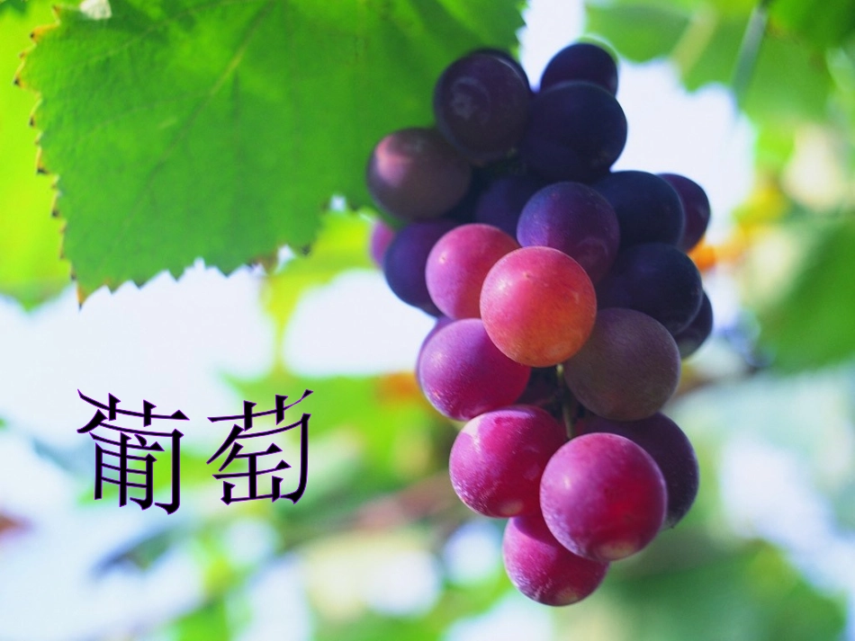 (人音版)二年级音乐下册课件-蜗牛与黄鹂鸟_第3页