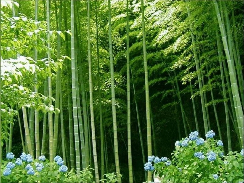 语文二年级下3笋芽儿8_第2页