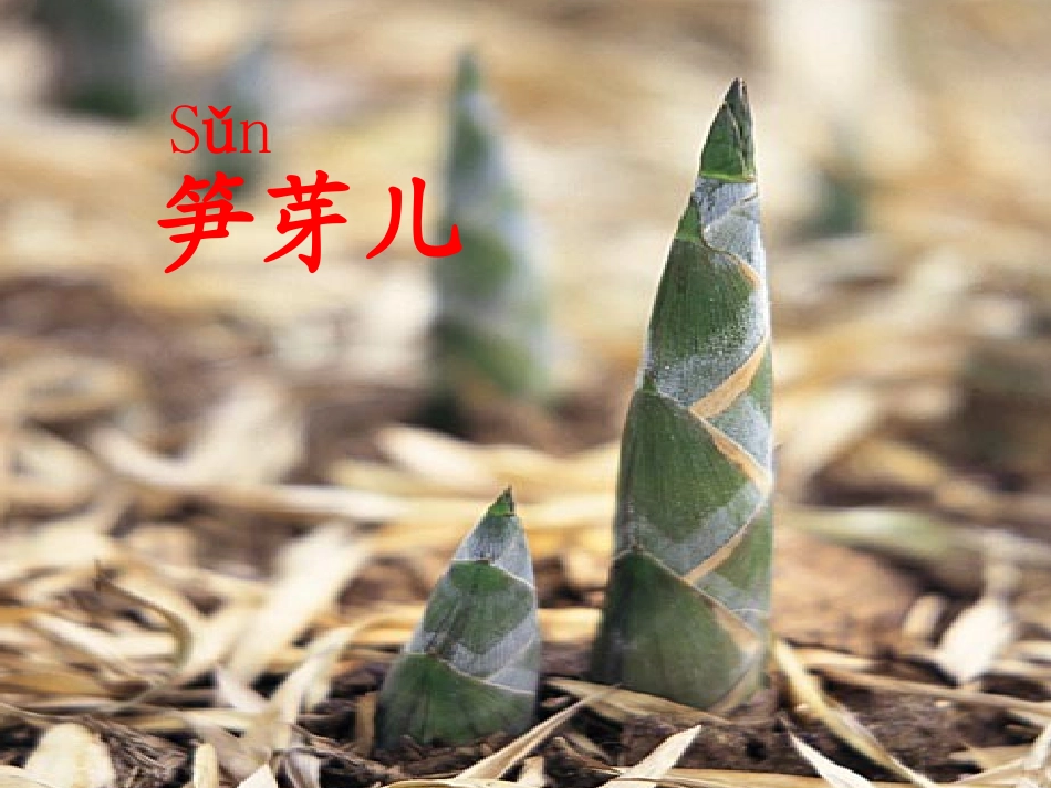 语文二年级下3笋芽儿8_第3页