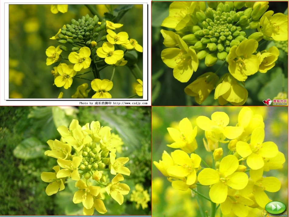 -油菜花开了_第2页