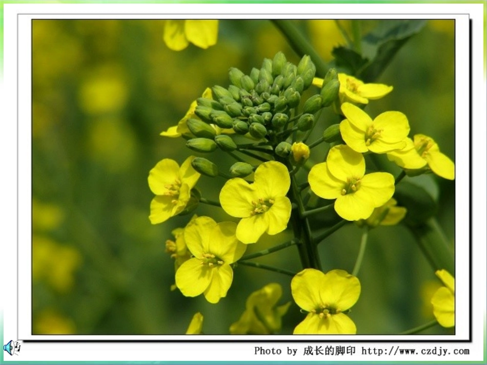 -油菜花开了_第3页