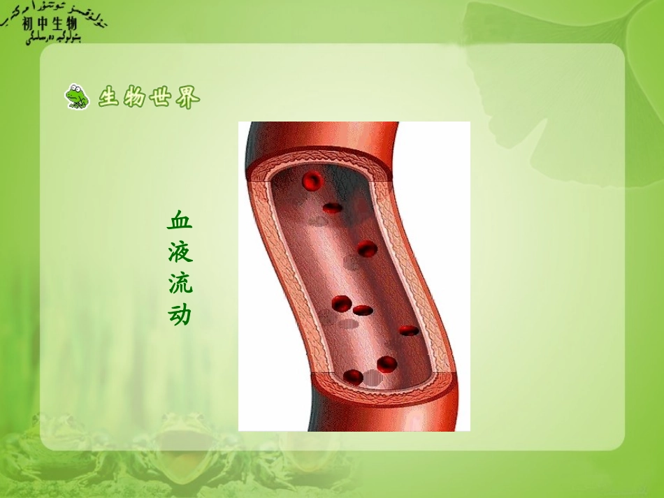 第四章第二节血流的管道－血11_第2页