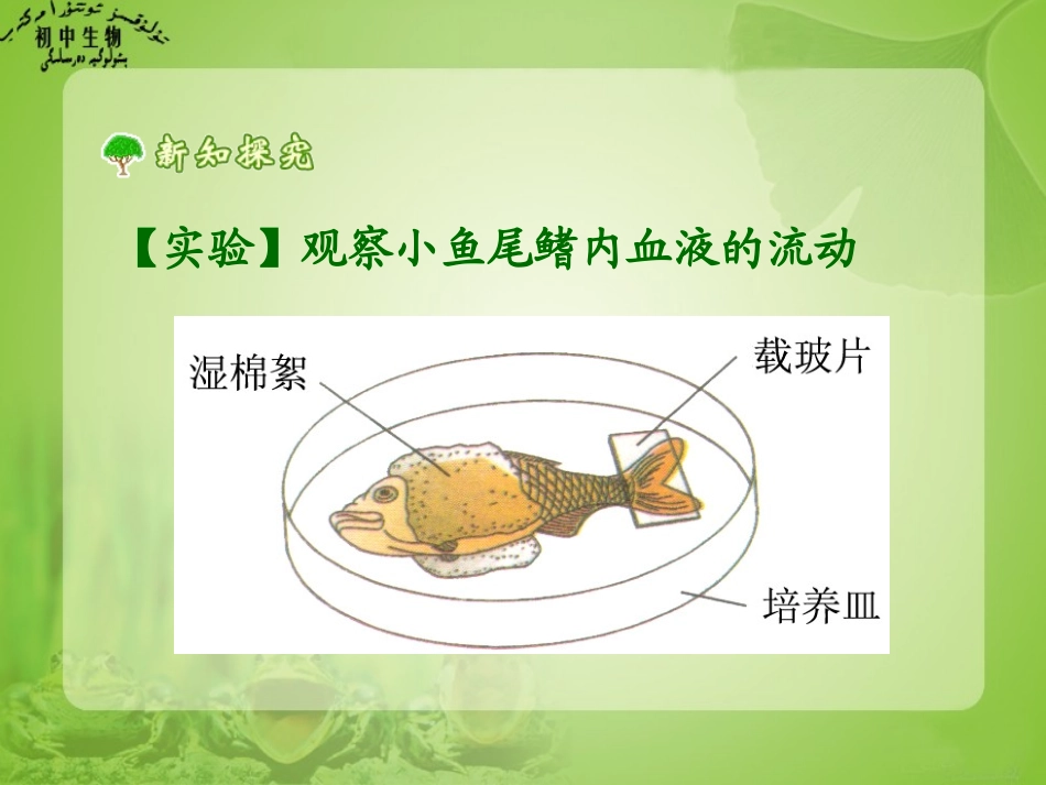 第四章第二节血流的管道－血11_第3页