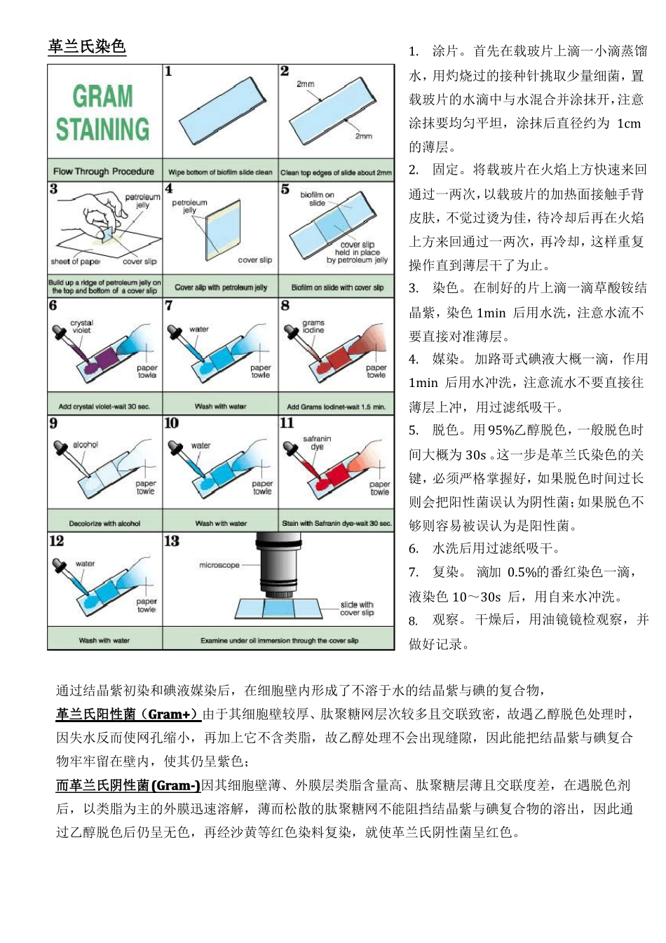 双歧杆菌和葛兰素染色_第3页