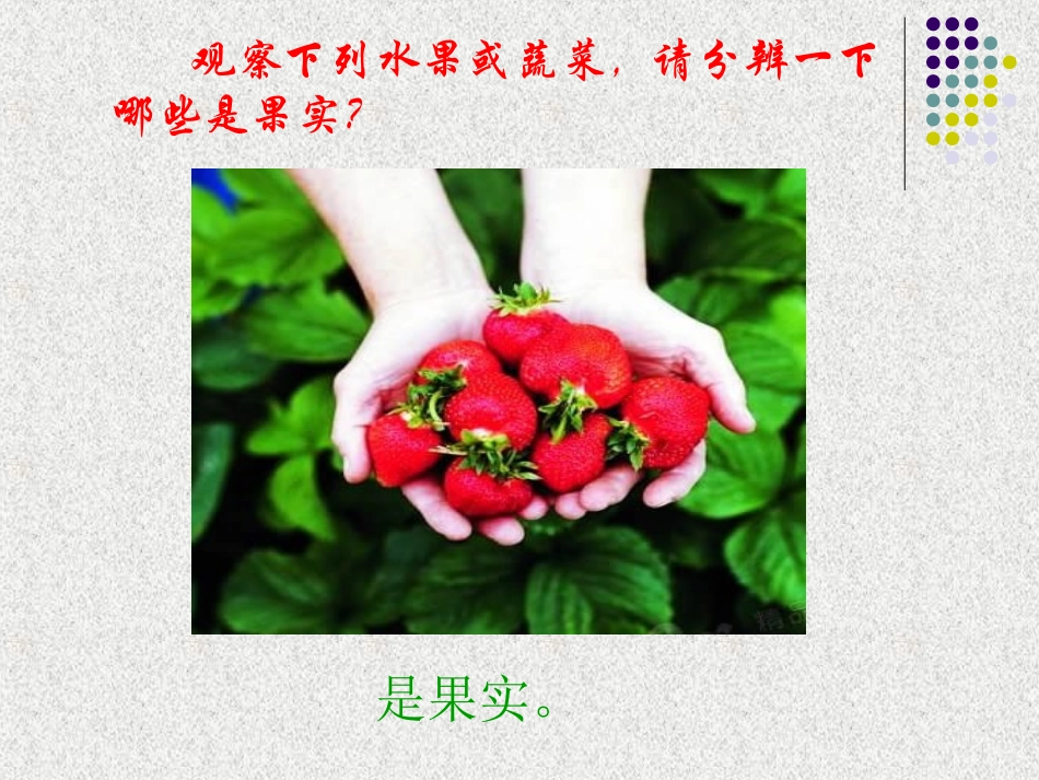 《果实和种子》苏教版小学三下课件_第3页