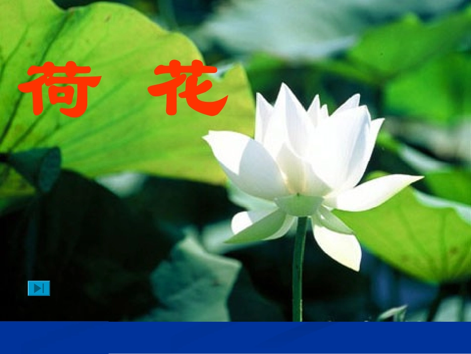 《荷花》PPT课件_第3页