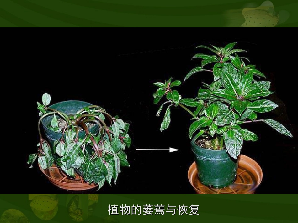 第三单元第三章第一节绿色植物的生活需要水_第2页