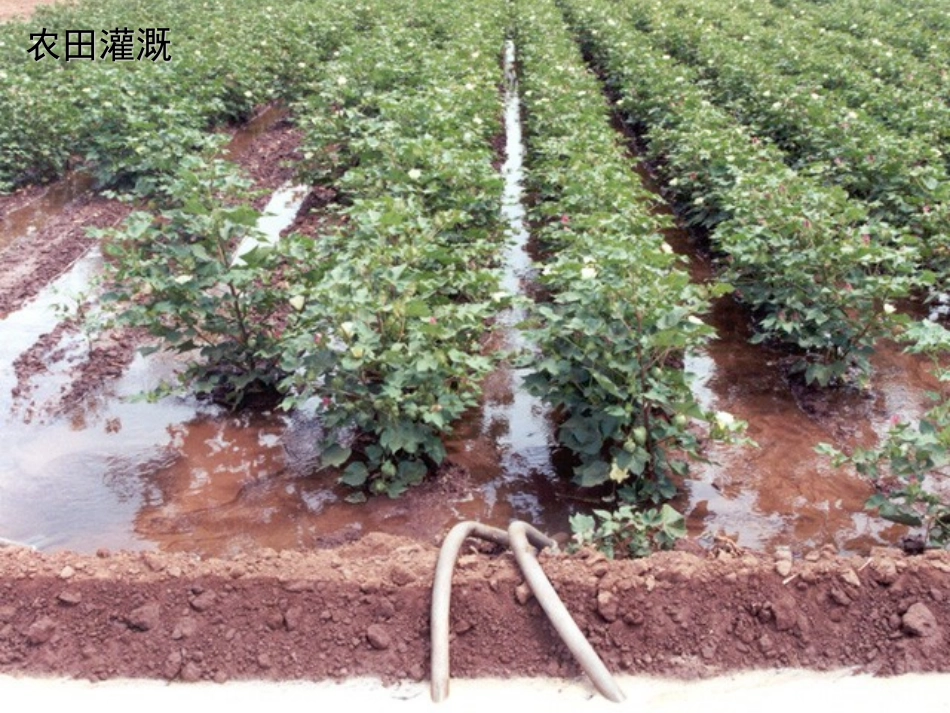 第三单元第三章第一节绿色植物的生活需要水_第3页