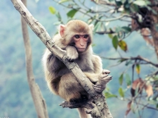 公开课12猴子种树课件