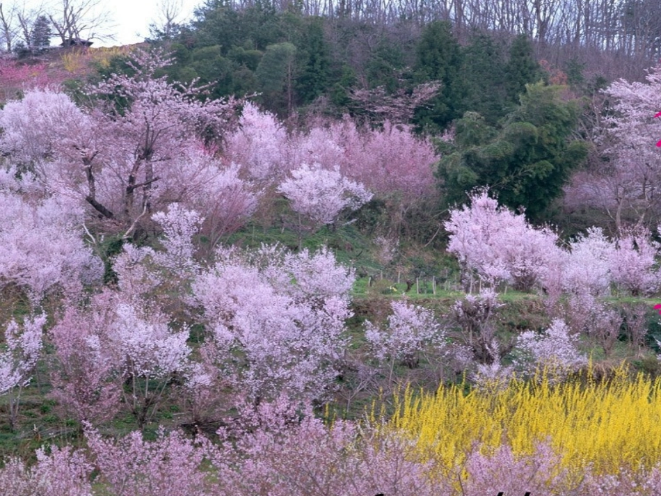 《花的勇气》课件 (2)_第3页