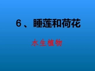 睡莲和荷花课件