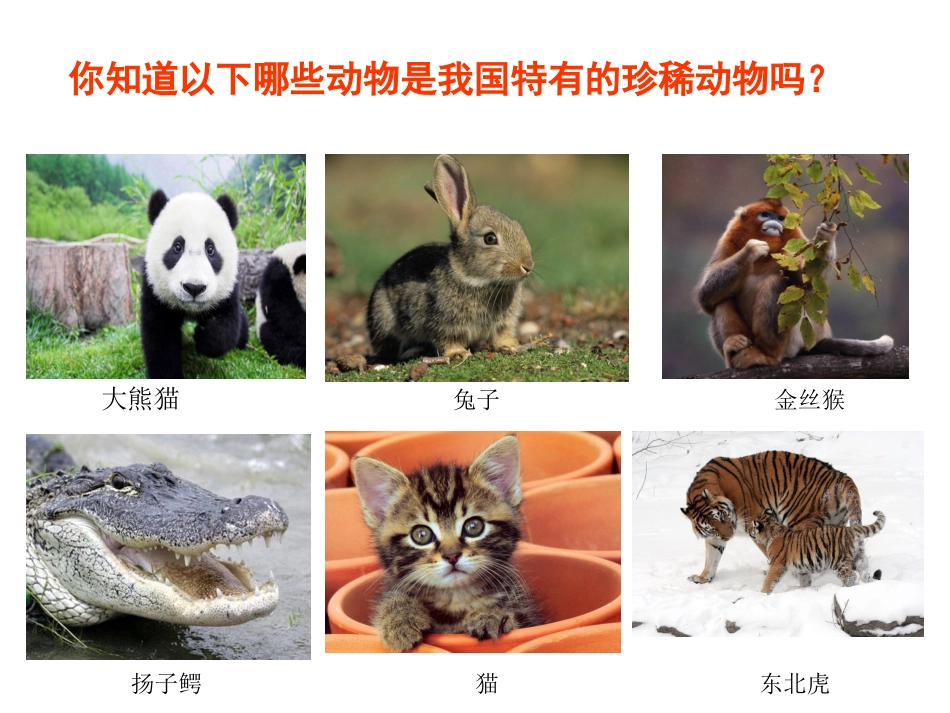 一年级美术可爱的动物PPT_第3页