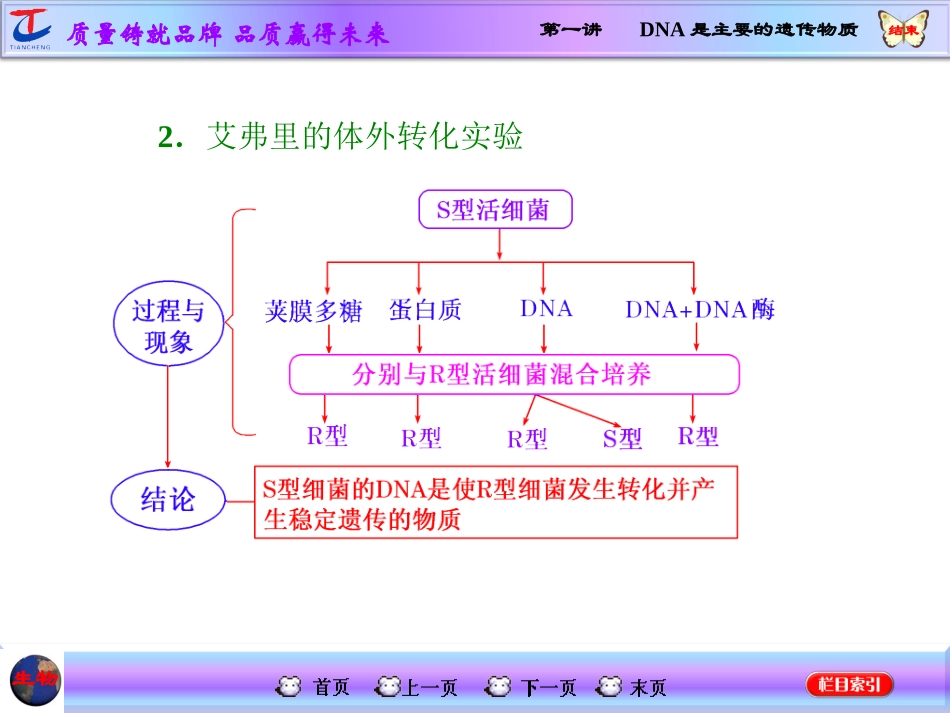 第一讲DNA是主要的遗传物质_第3页