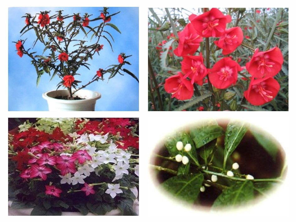 《花钟》课件 (3)_第2页