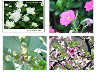 《花钟》课件 (3)