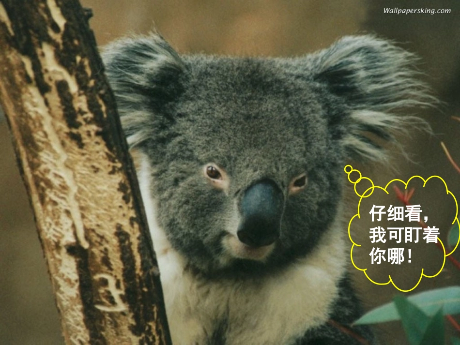 动物游戏之谜_第1页